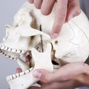 Holding model of skull and pointing to jaw